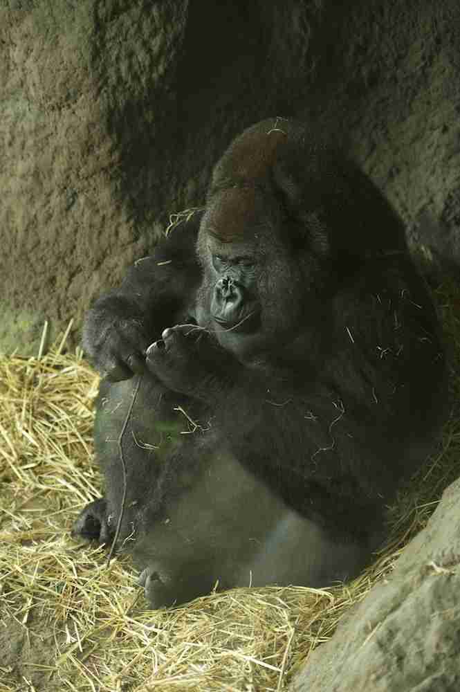 【画像】ぶりっ子してる動物たち