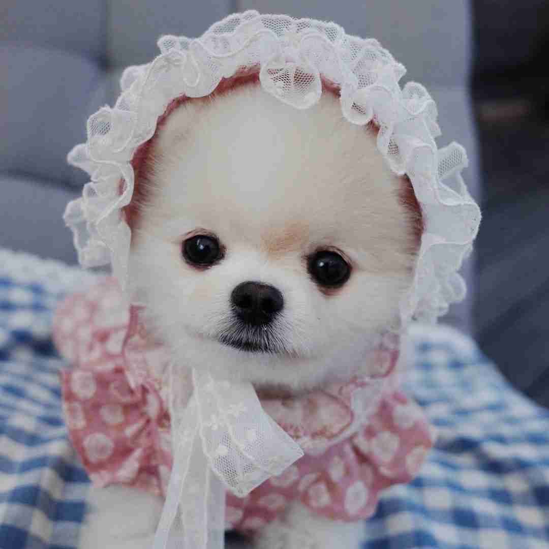 【画像】ぶりっ子してる動物たち
