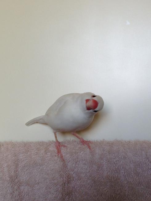 【画像】ぶりっ子してる動物たち