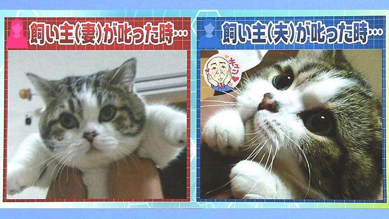 【画像】ぶりっ子してる動物たち
