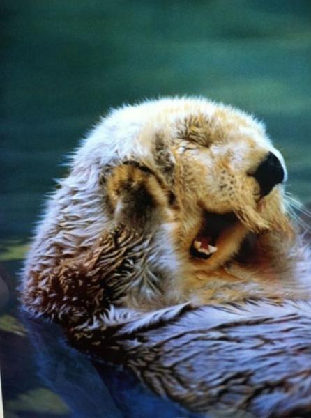 【画像】ぶりっ子してる動物たち