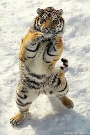 【画像】ぶりっ子してる動物たち