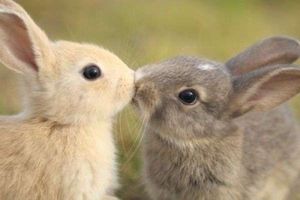 【画像】ぶりっ子してる動物たち