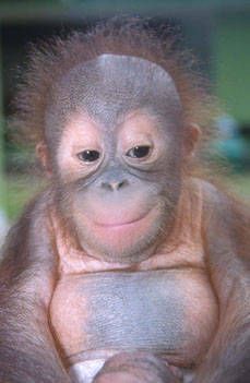 【画像】ぶりっ子してる動物たち