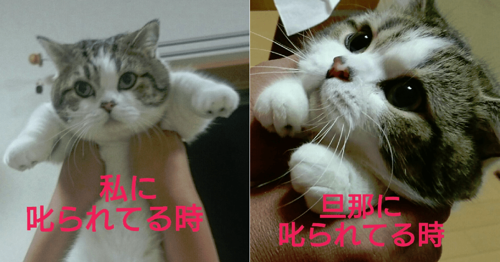【画像】ぶりっ子してる動物たち