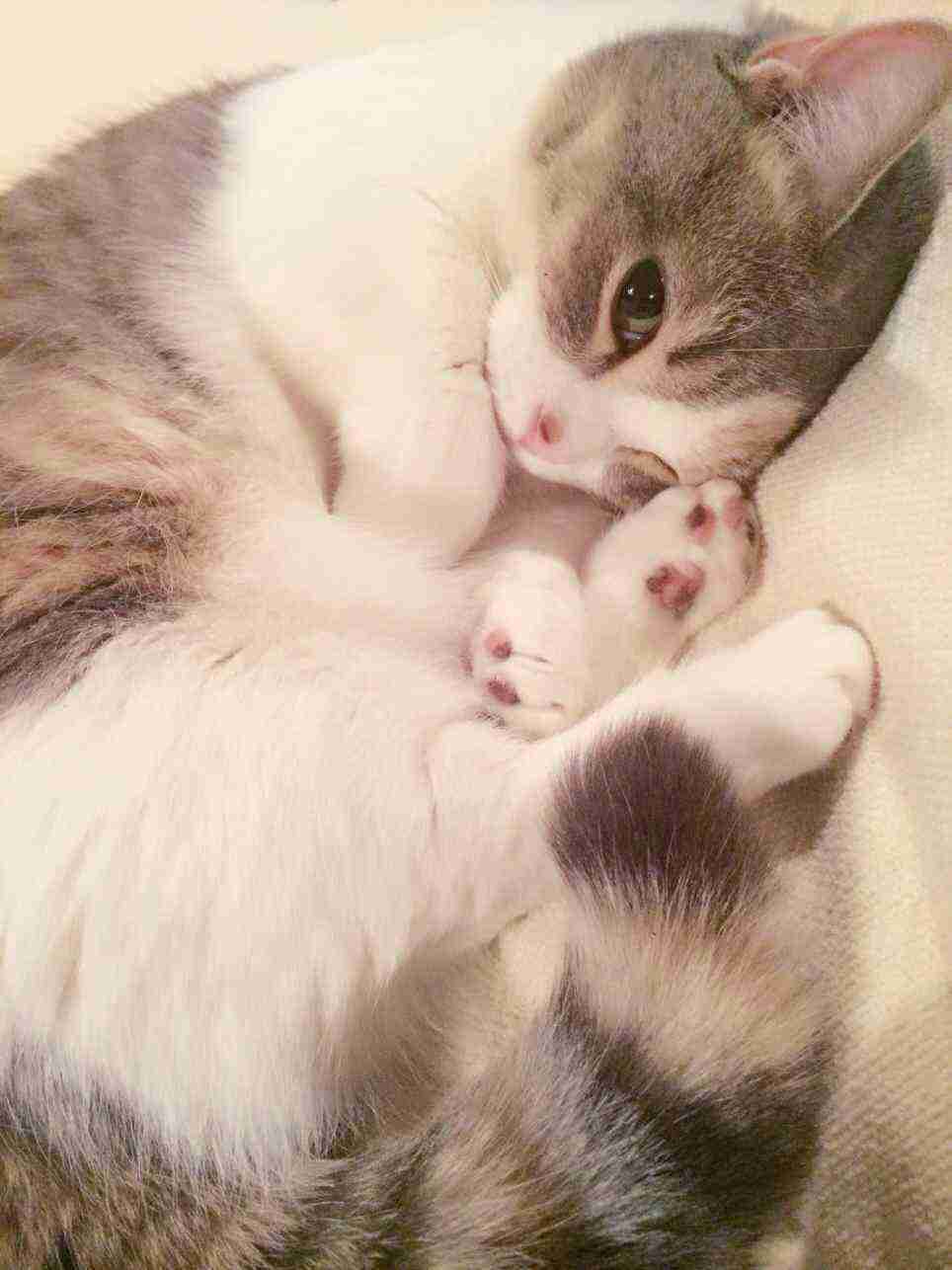 【画像】ぶりっ子してる動物たち