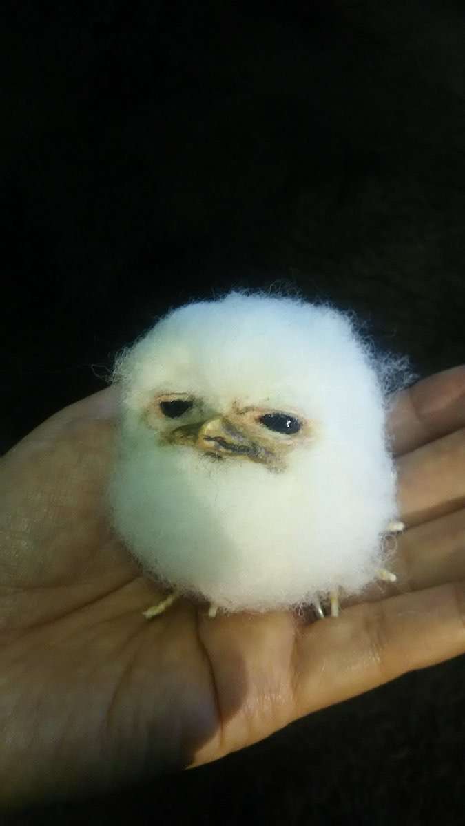 【画像】ぶりっ子してる動物たち