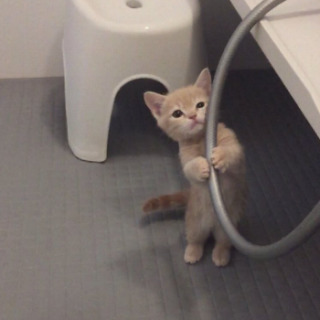【画像】ぶりっ子してる動物たち