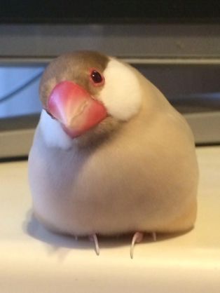 【画像】ぶりっ子してる動物たち