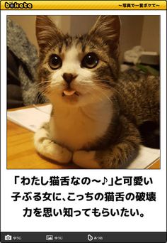 【画像】ぶりっ子してる動物たち