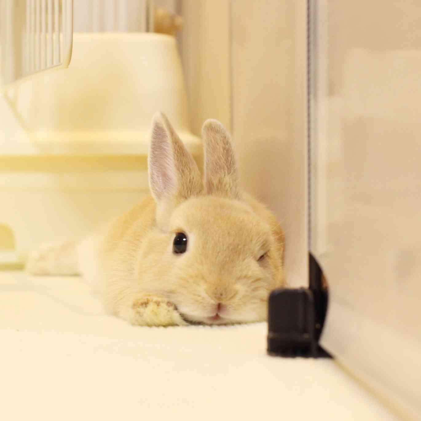 【画像】ぶりっ子してる動物たち