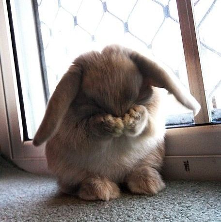 【画像】ぶりっ子してる動物たち