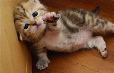 【画像】ぶりっ子してる動物たち