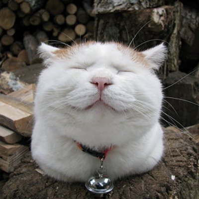 【画像】ぶりっ子してる動物たち