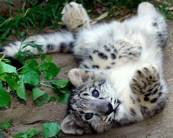 【画像】ぶりっ子してる動物たち