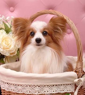 【画像】ぶりっ子してる動物たち