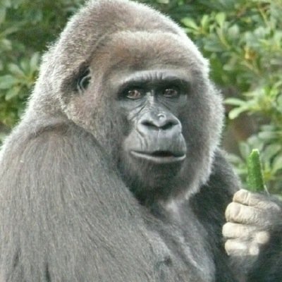 【画像】ぶりっ子してる動物たち