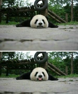 【画像】ぶりっ子してる動物たち