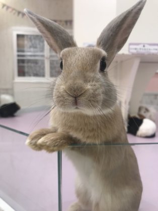 【画像】ぶりっ子してる動物たち