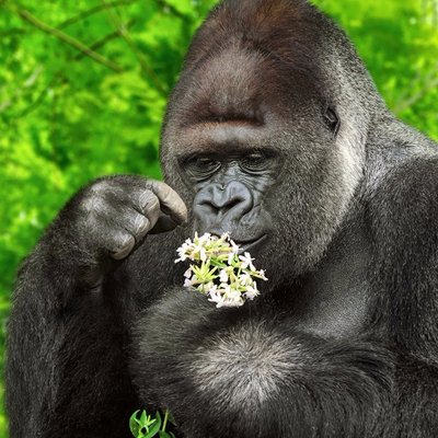 【画像】ぶりっ子してる動物たち