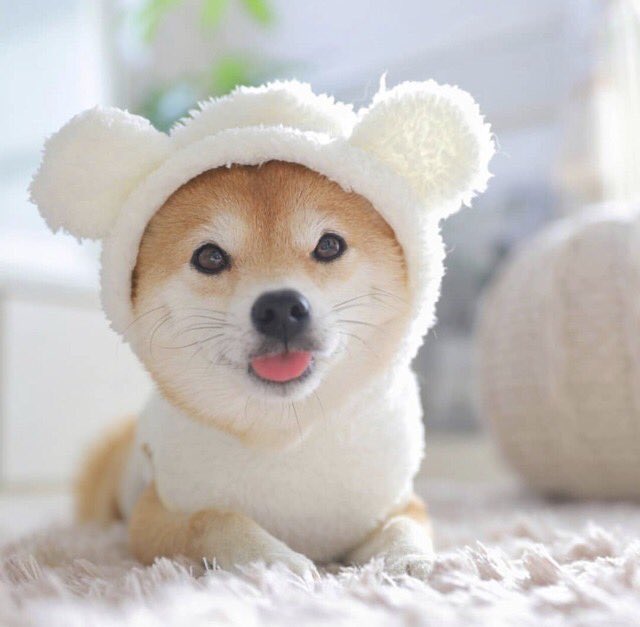 【画像】ぶりっ子してる動物たち