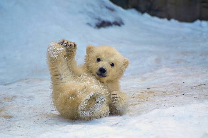 【画像】ぶりっ子してる動物たち