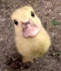 【画像】ぶりっ子してる動物たち