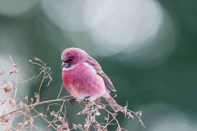 野鳥の画像を貼るトピ