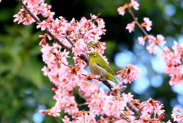 野鳥の画像を貼るトピ