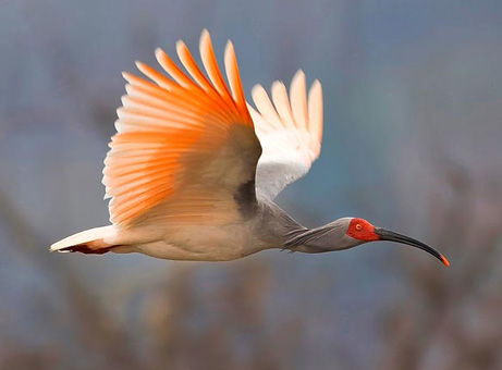 野鳥の画像を貼るトピ
