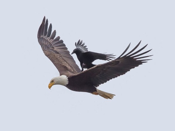 野鳥の画像を貼るトピ