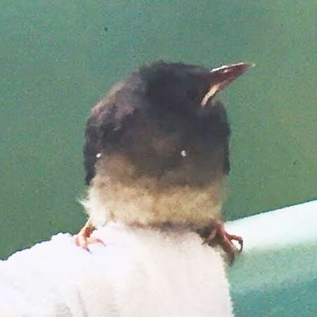 野鳥の画像を貼るトピ