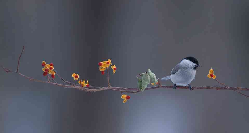 野鳥の画像を貼るトピ