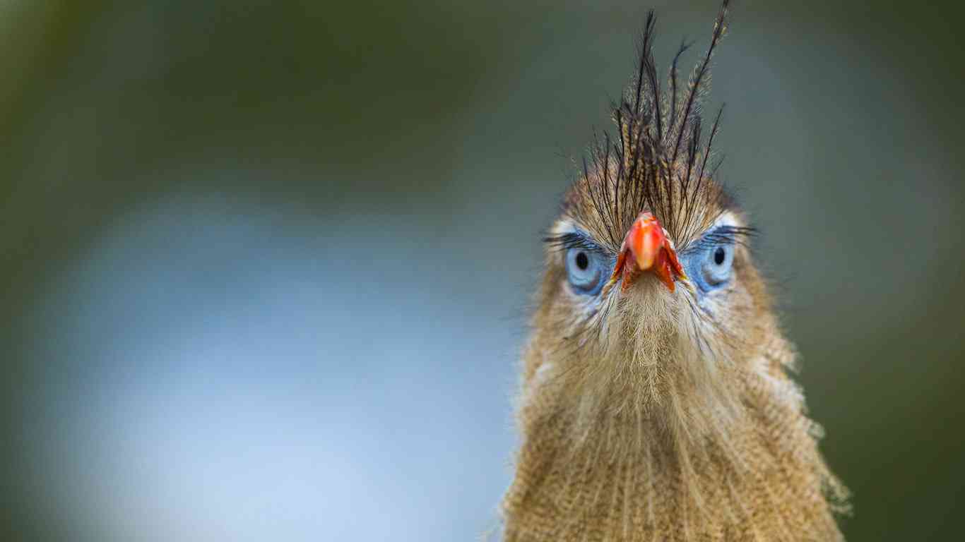 野鳥の画像を貼るトピ
