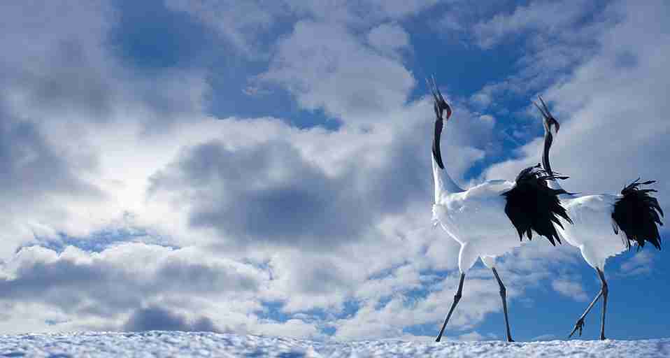 野鳥の画像を貼るトピ