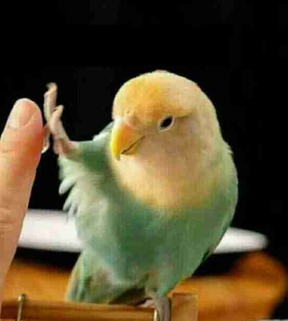 野鳥の画像を貼るトピ