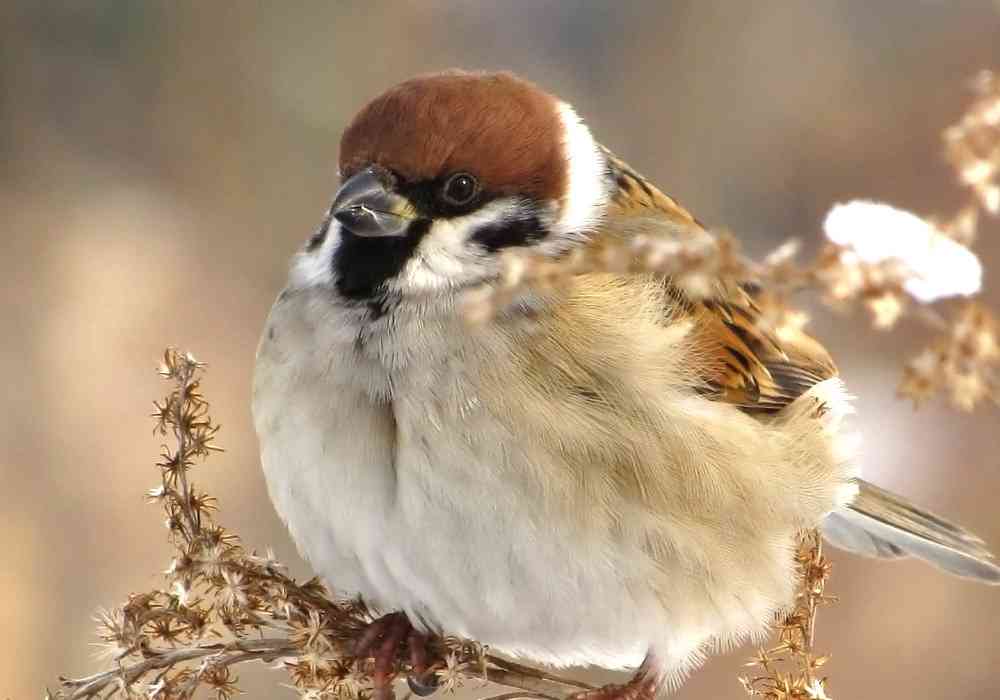 野鳥の画像を貼るトピ