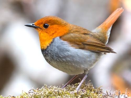 野鳥の画像を貼るトピ