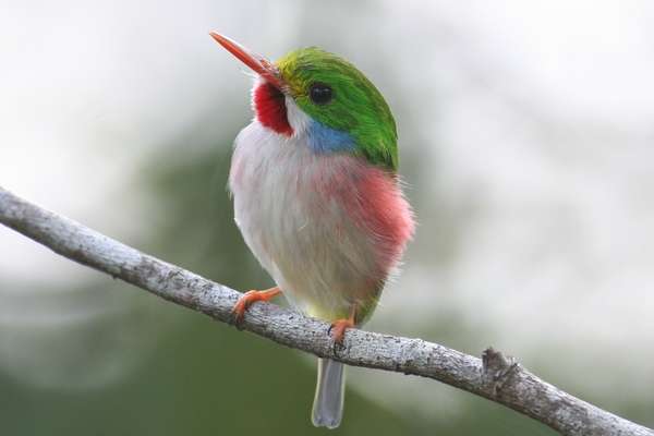 野鳥の画像を貼るトピ