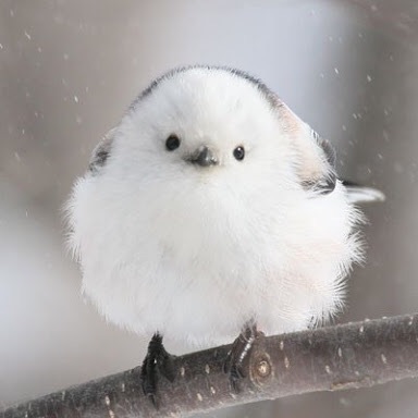 野鳥の画像を貼るトピ