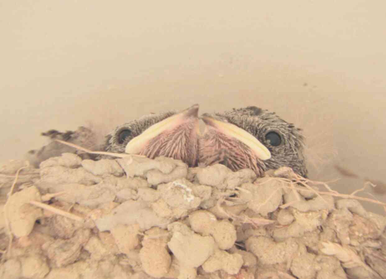 野鳥の画像を貼るトピ