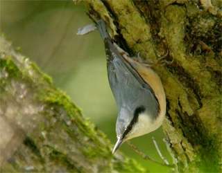 野鳥の画像を貼るトピ
