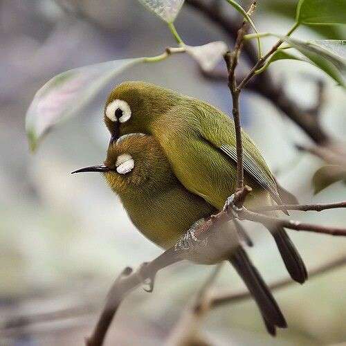 野鳥の画像を貼るトピ