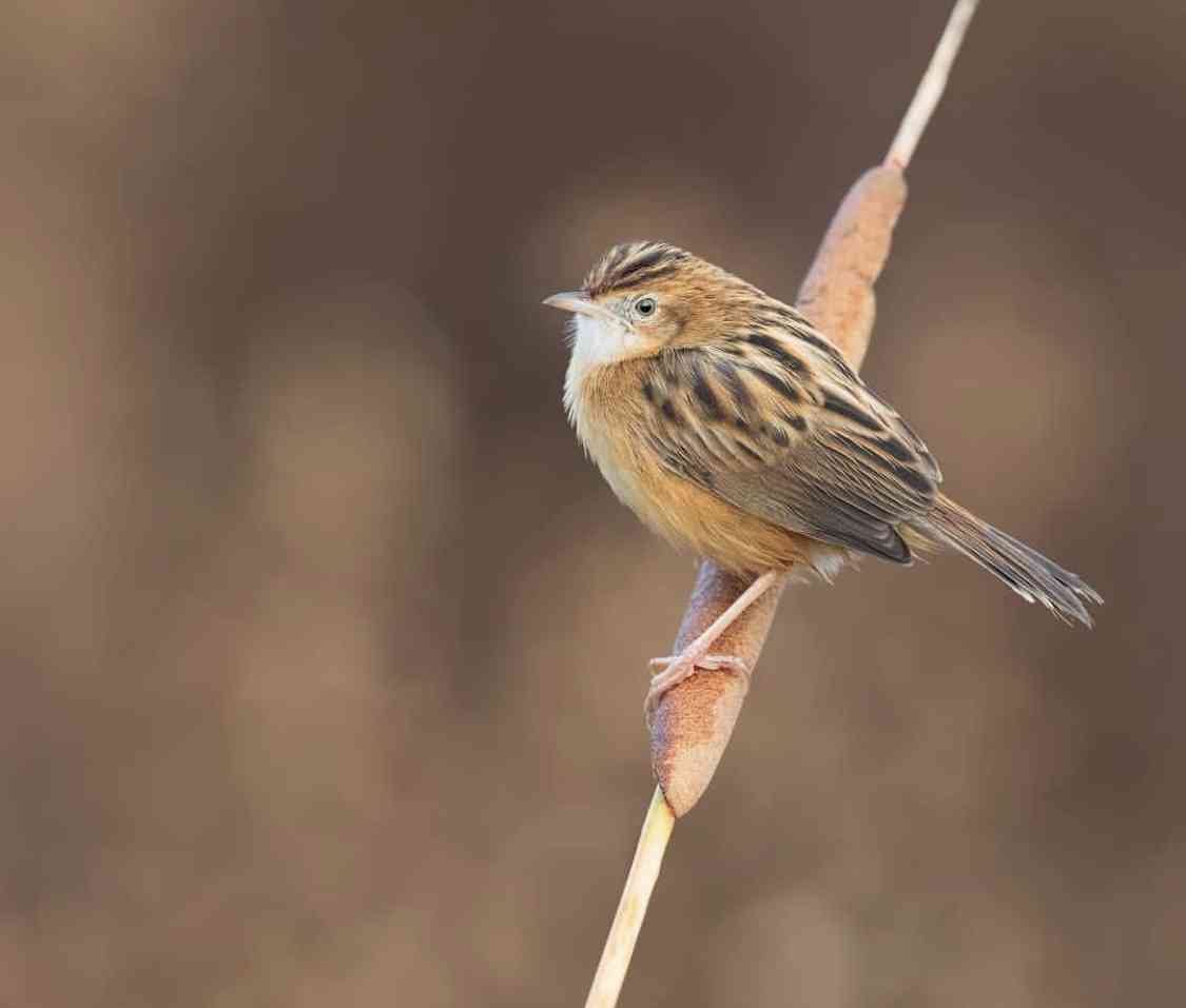 野鳥の画像を貼るトピ