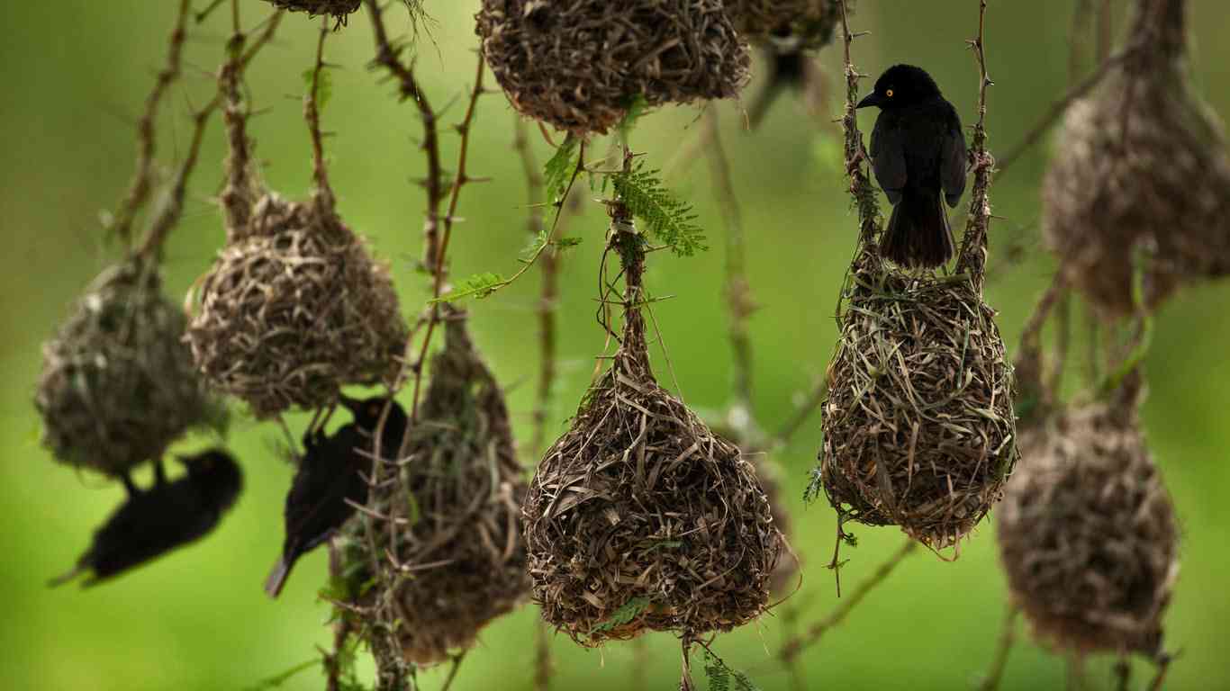 野鳥の画像を貼るトピ