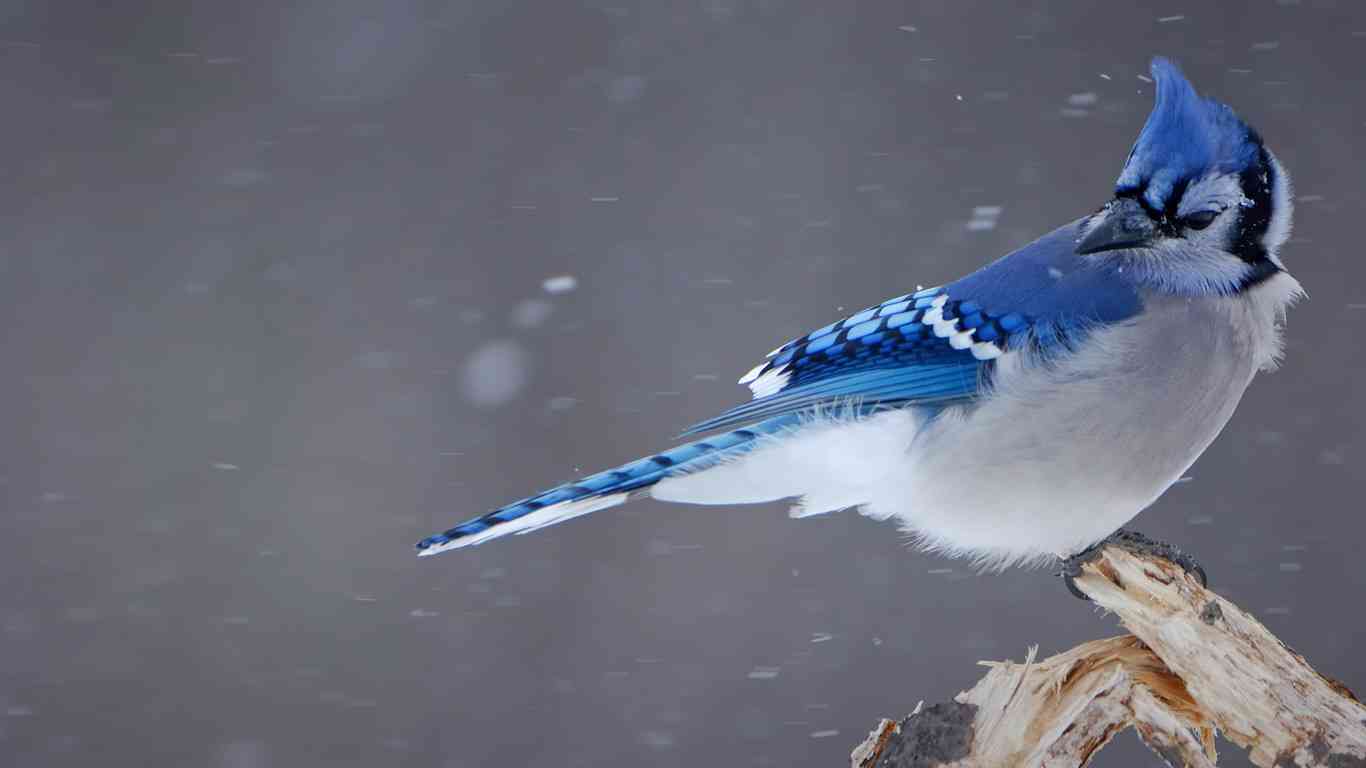 野鳥の画像を貼るトピ