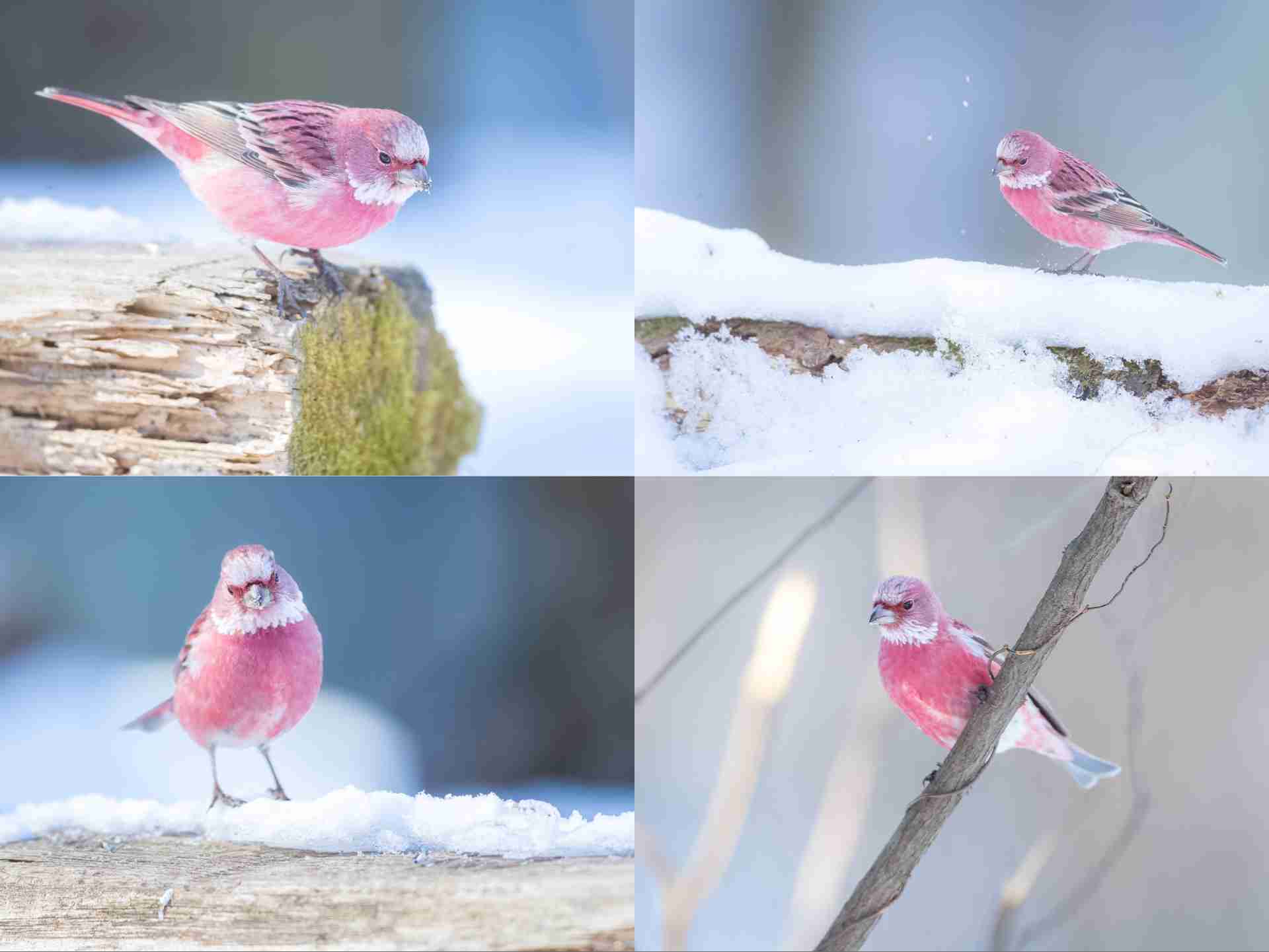 野鳥の画像を貼るトピ