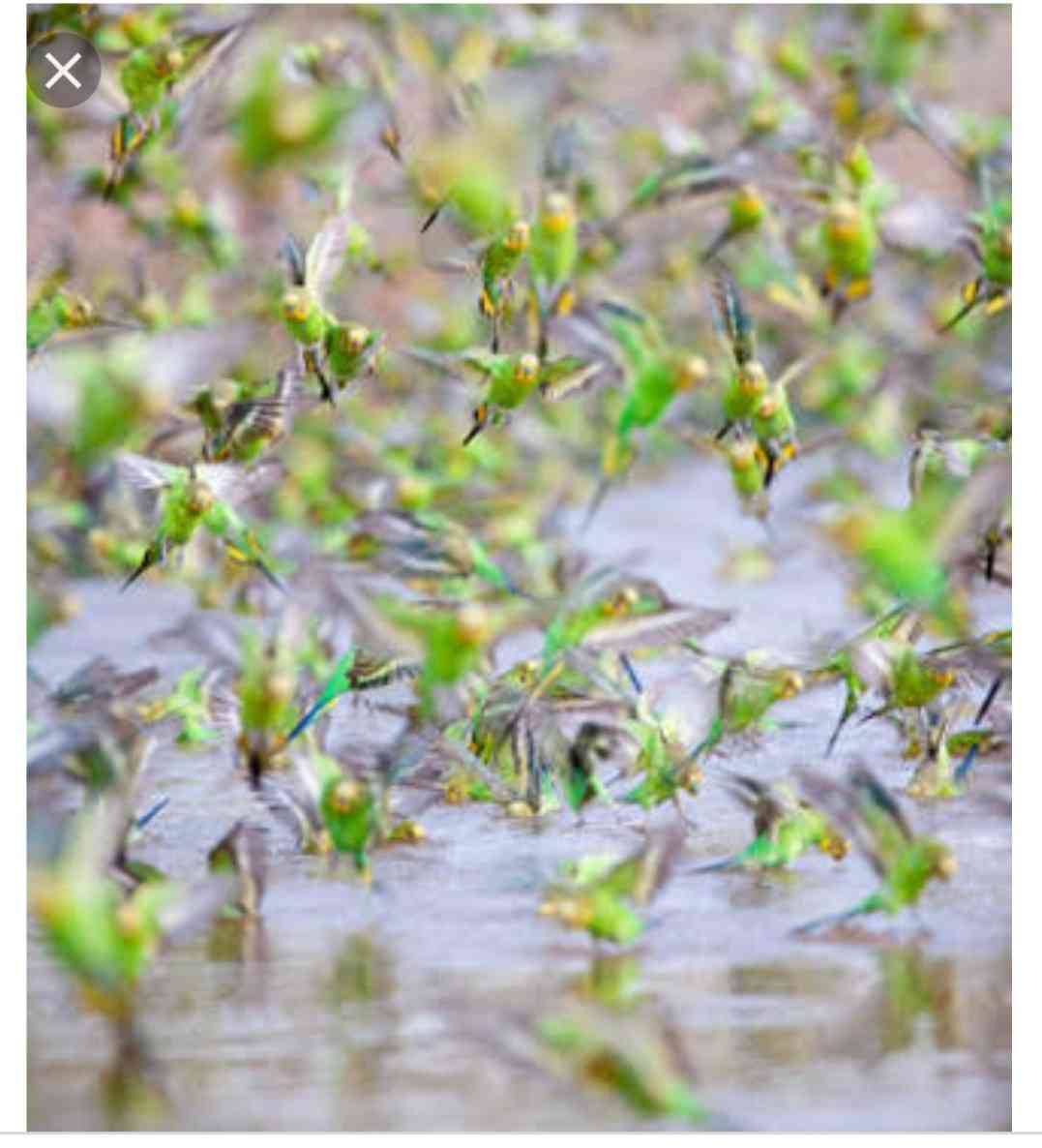 野鳥の画像を貼るトピ