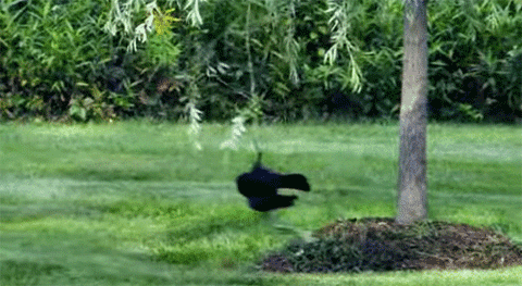 野鳥の画像を貼るトピ