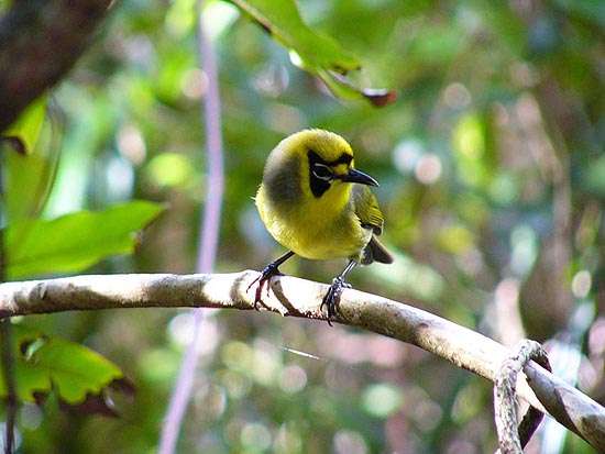 野鳥の画像を貼るトピ